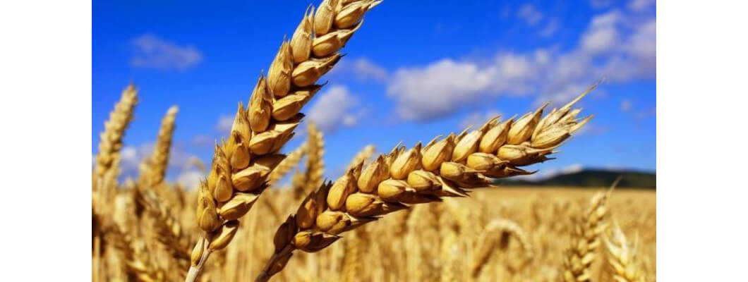 Buğdayda Solucan Gübresi Nasıl Uygulanır ve Etkisi Nedir?